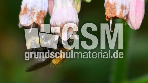 Ackerhummel (12).jpg